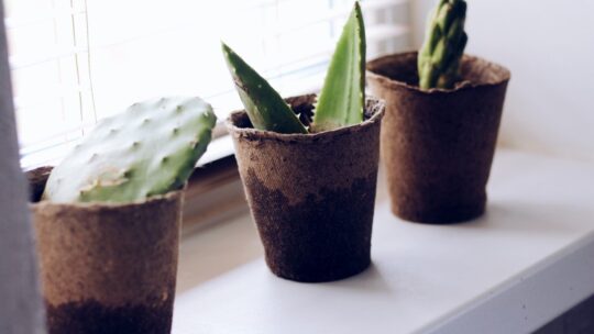 Jardin de cactus d’intérieur : les 5 phases essentielles pour le réussir