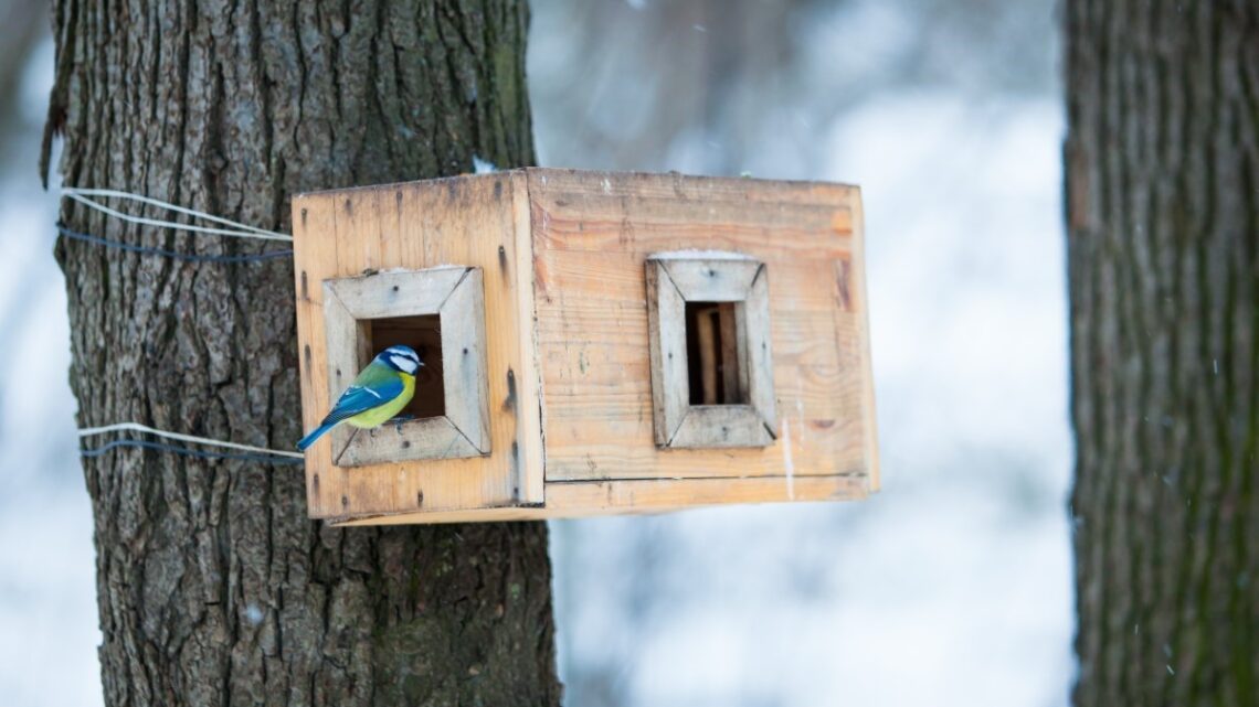 Comment inviter les espèces d’oiseaux hivernantes dans votre jardin ?