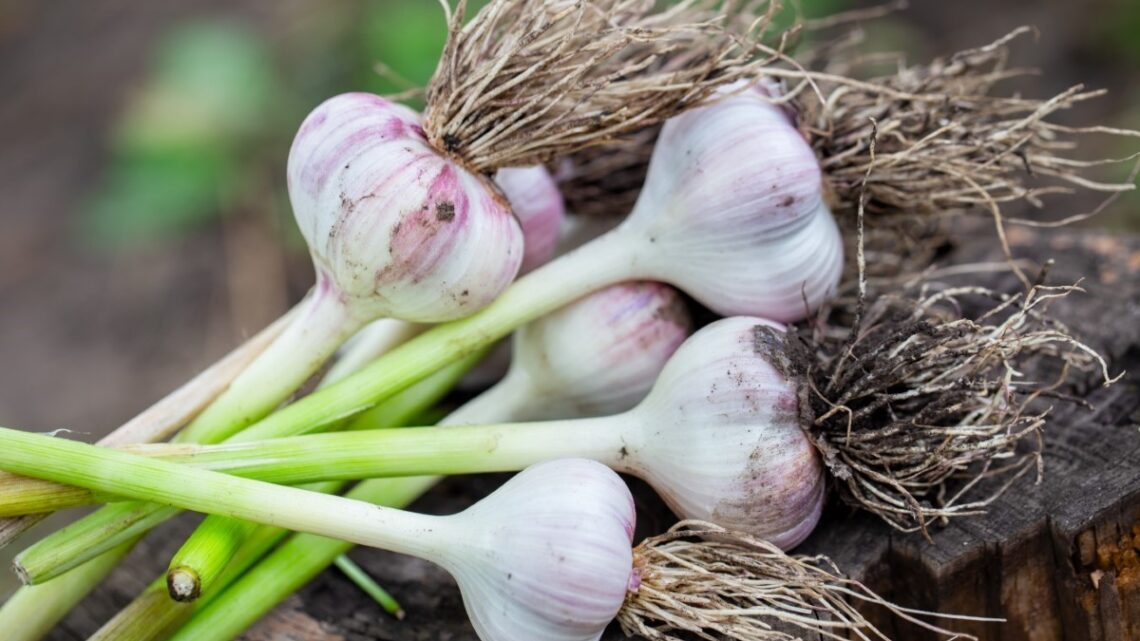 Techniques infaillibles pour cultiver de l’ail dans un petit jardin