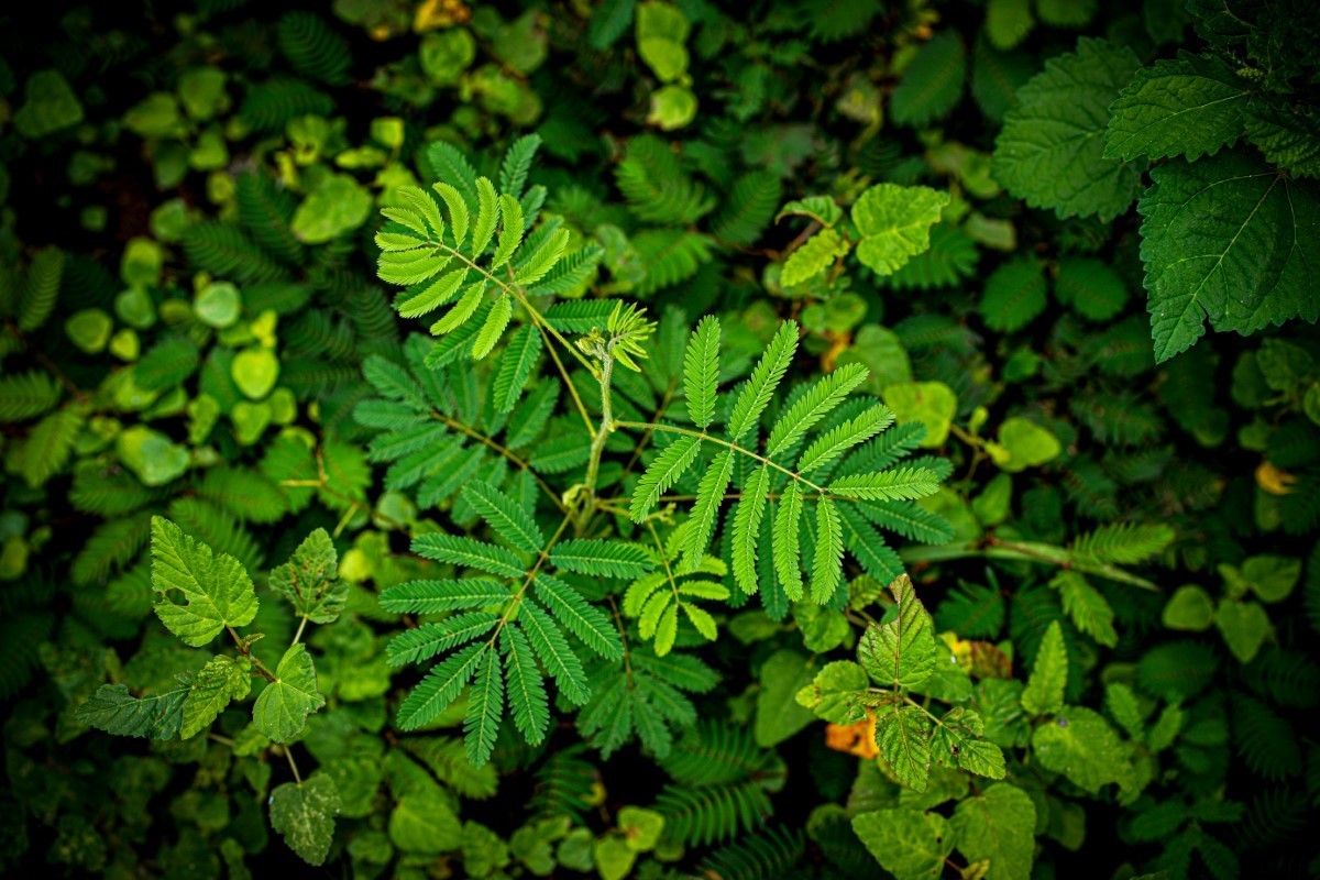 capacités de la plante