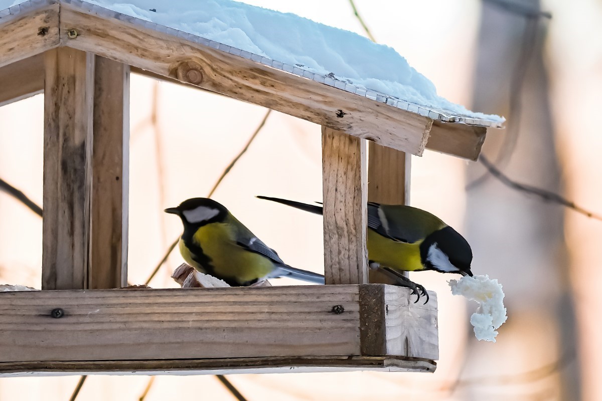 espèces d_oiseaux hivernantes