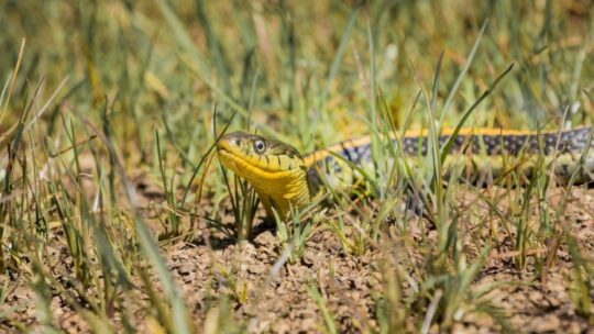 Choisir un répulsif naturel spécifique pour les serpents dans son jardin