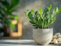 La durée de vie de la plante ZZ, Zamioculcas Zamiifolia, peut vous surprendre